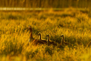 Greylag goose with cubs in the golden evening light during sunset in a fresh summer meadow during high tide at the Osterseen at Iffeldorf. Greylag goose with cubs in the golden evening light during sunset in a fresh summer meadow during high tide at the Osterseen at Iffeldorf.